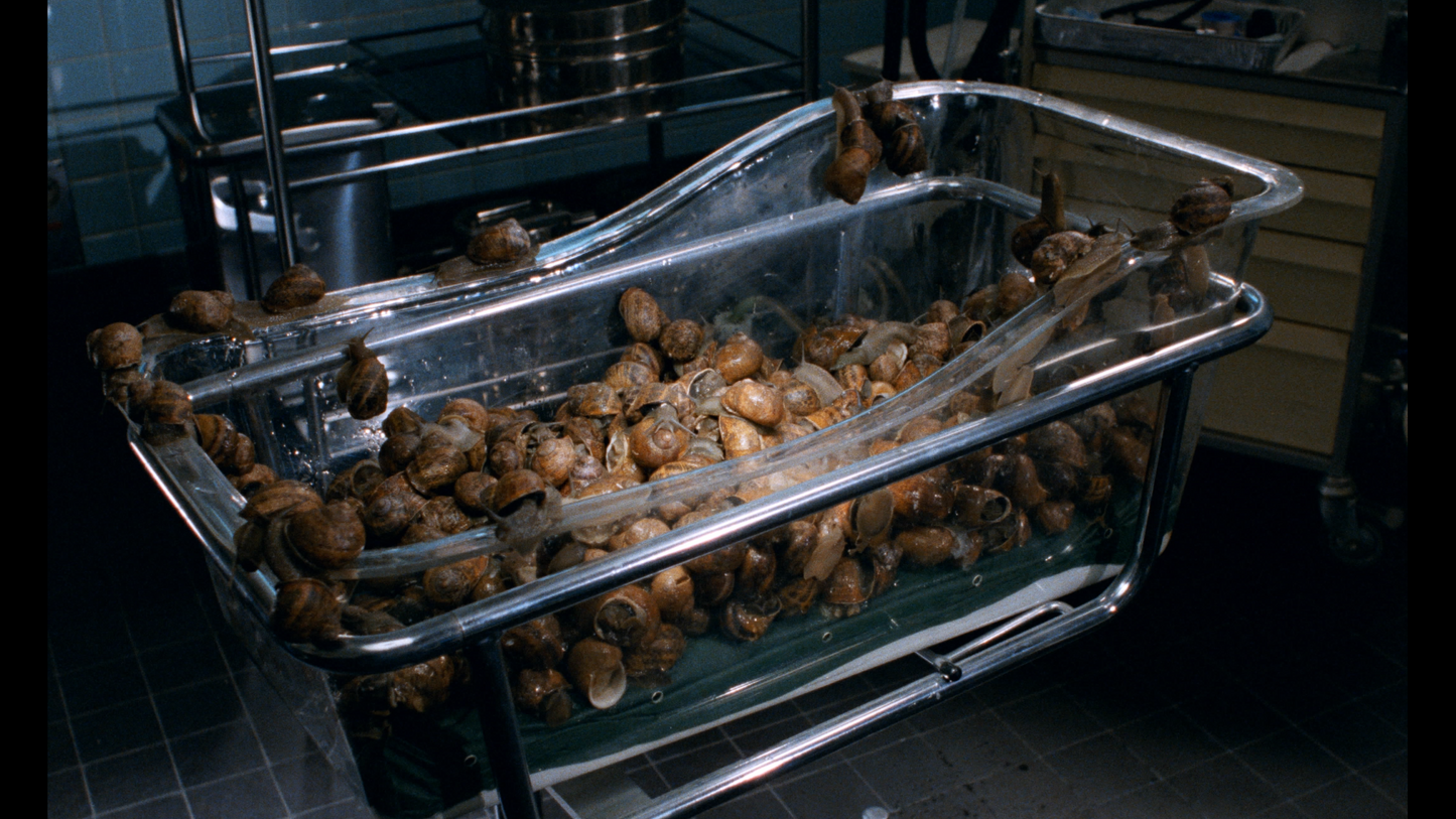 UN ESCARGOT DANS LA TÊTE